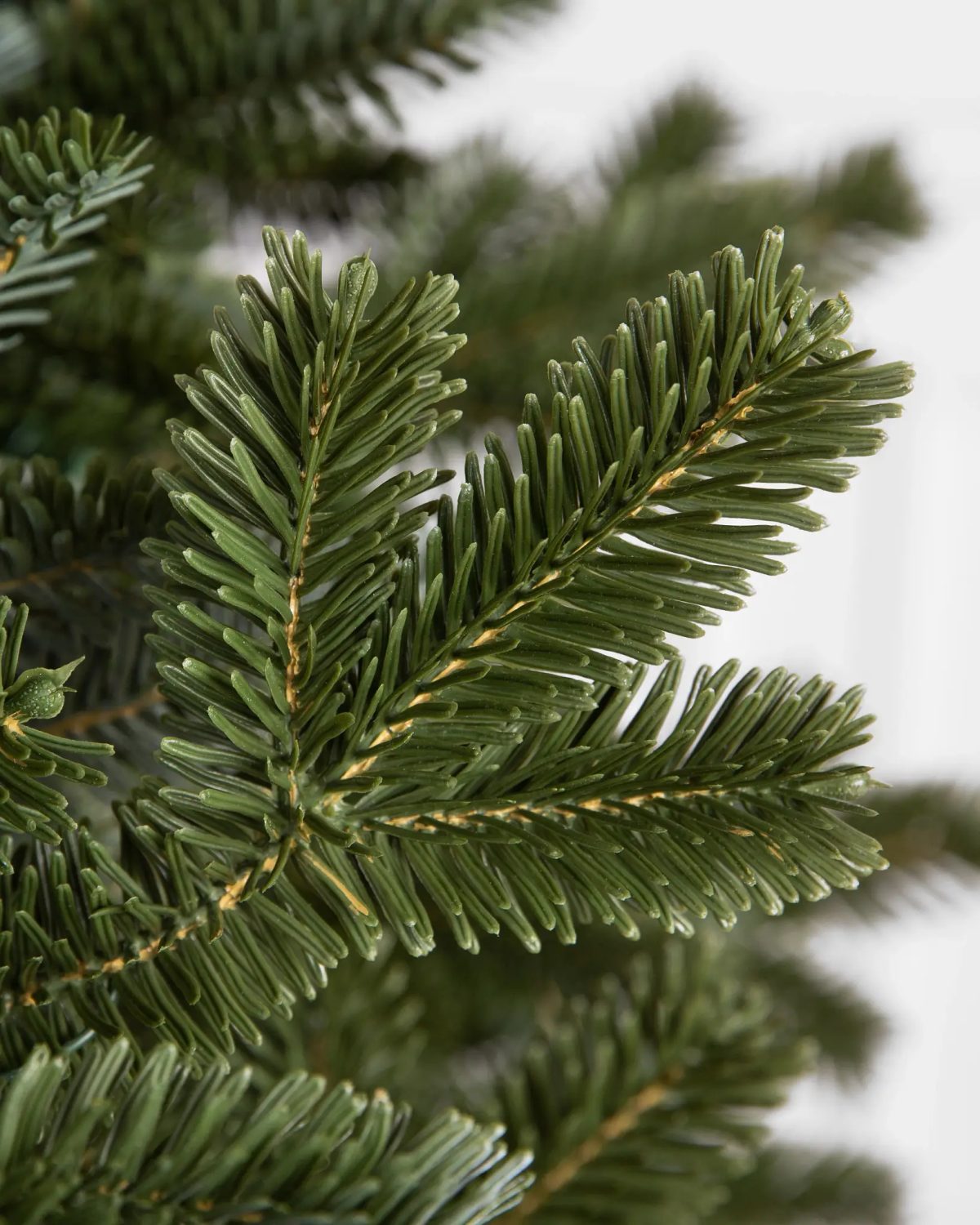 Fraser Fir® Tree