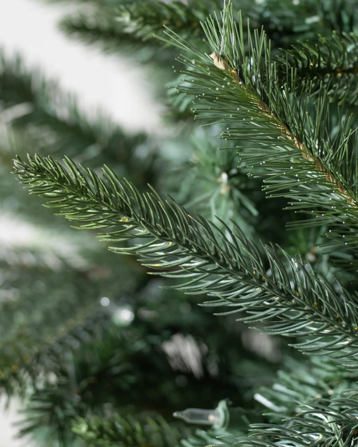 Mariana Spruce®